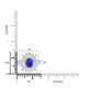 1.61ct Sapphire Rings with 0.37tct Diamond set in 14K White Gold